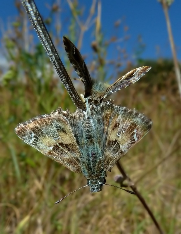 Carcharodus da identificare